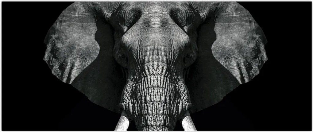Tablou - Elefant pe fundal negru (120x50 cm)
