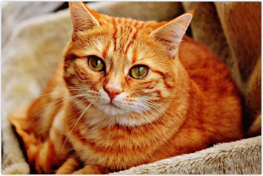 Tablou - Pisica tolenită (90x60 cm)