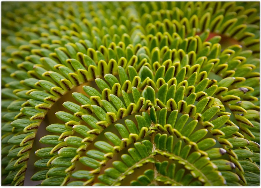 Tablou - Fern (70x50 cm)