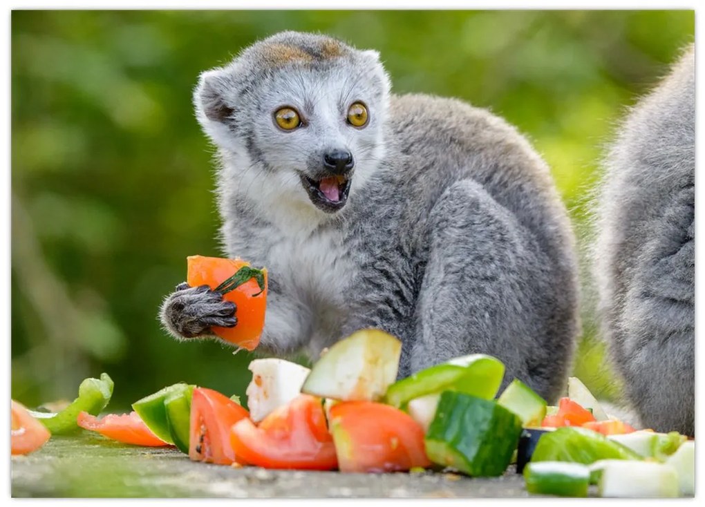 Tablou pe sticlă cu lemur (70x50 cm)