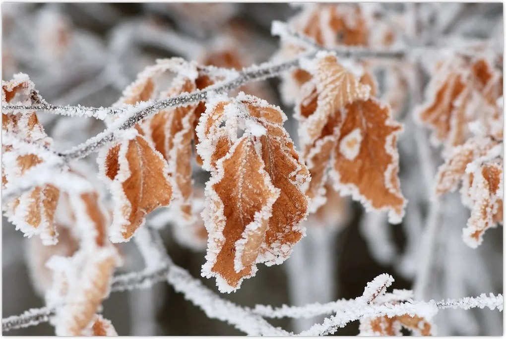 Tablou - Frunze înghețate (90x60 cm)