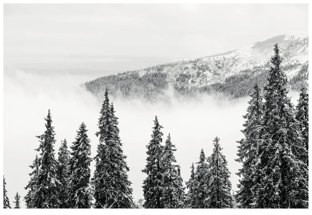Fototapet pini înzăpeziți în alb-negru