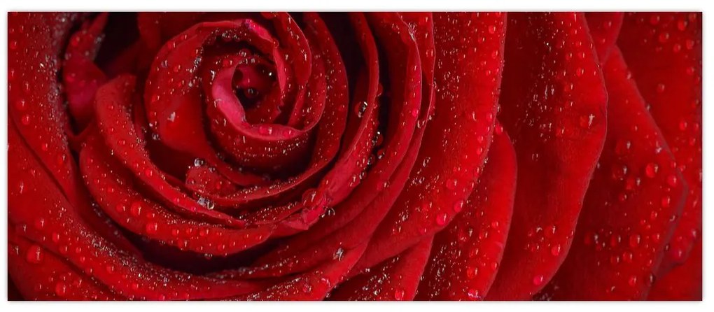 Tablou - detaliu de trandafir (120x50 cm)