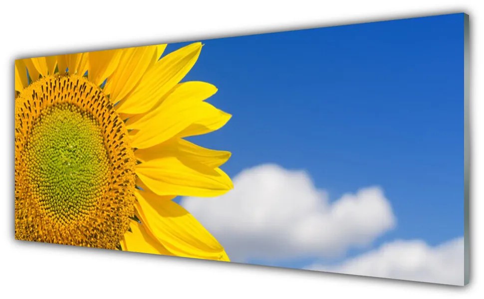 Tablou pe sticla Nori de floarea-soarelui Floral aur galben albastru