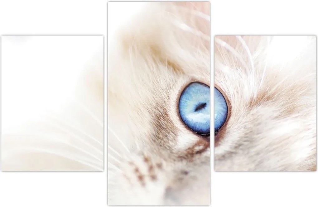 Tablou - Pisicuță (90x60 cm)