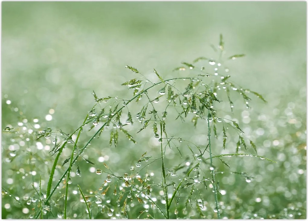 Tablou - Roua dimineții pe firele de iarbă (70x50 cm)