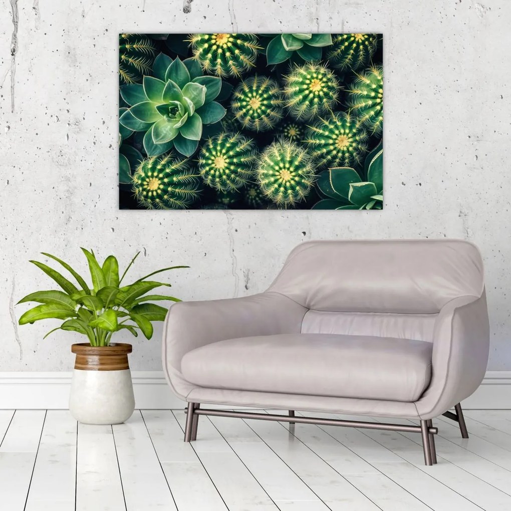 Tablou - Cactuși (90x60 cm)