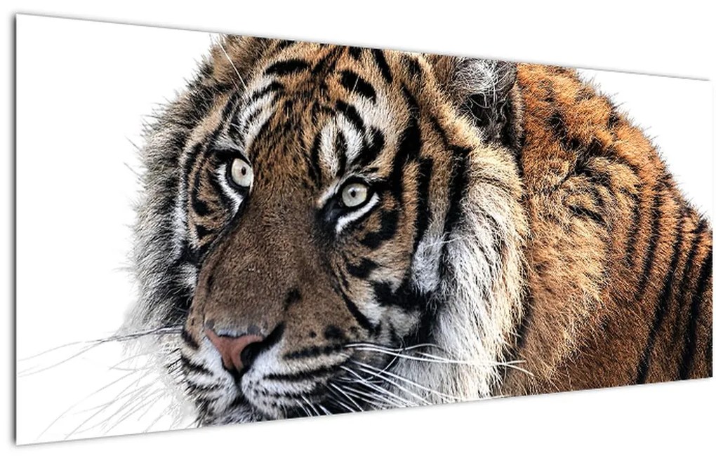Tablou cu tigrul (120x50 cm)