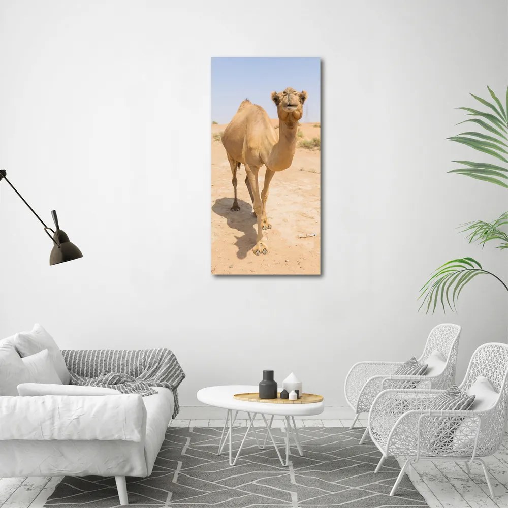 Fotografie imprimată pe sticlă Camel în deșert