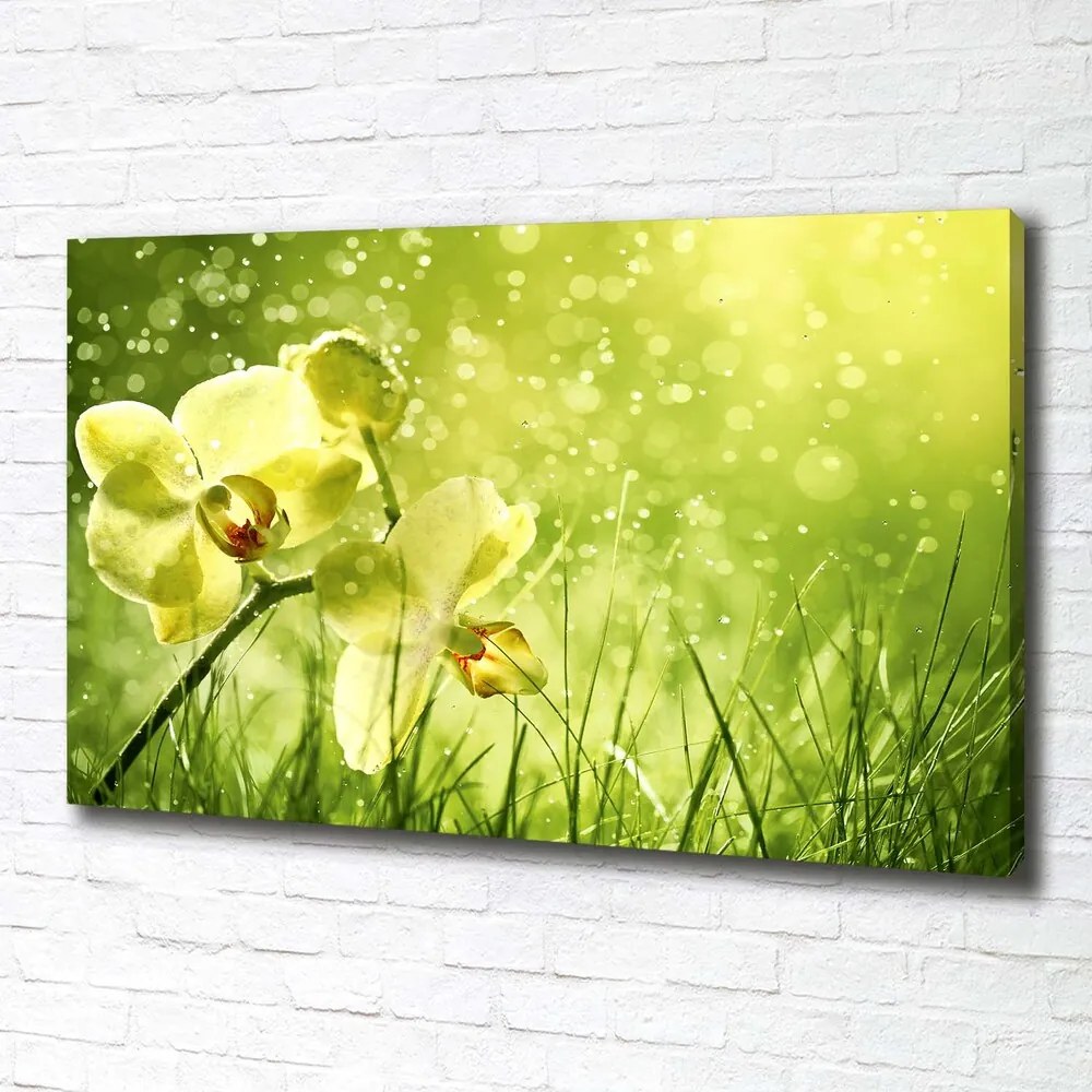 Tablou pe pânză canvas Orhidee