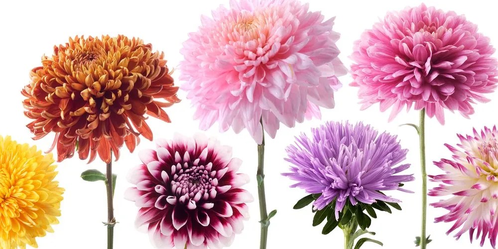 Tablou flori de dalia într-un design divers