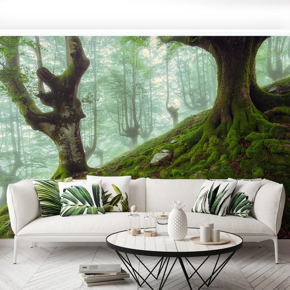 Fototapet fag Forest