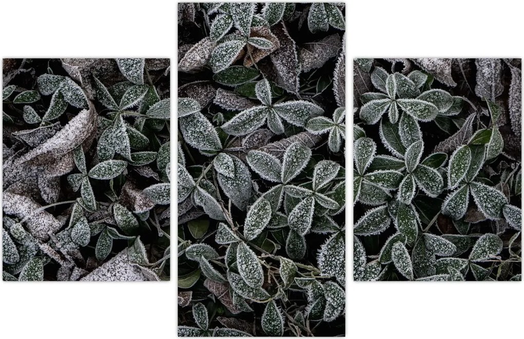 Tablou - Plante înghețate (90x60 cm)