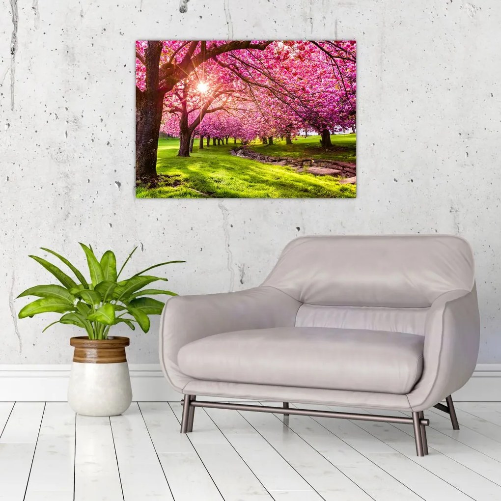 Tablou pe sticlă - Cireși înfloriți, Hurd Park, Dover, New Jersey (70x50 cm)