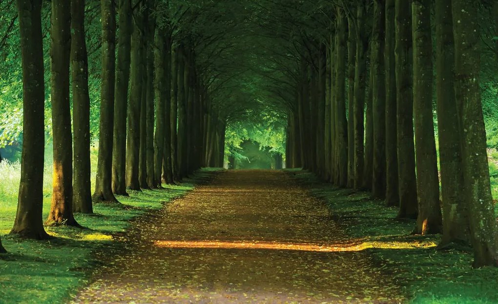 Fototapet - Alee (152,5x104 cm)