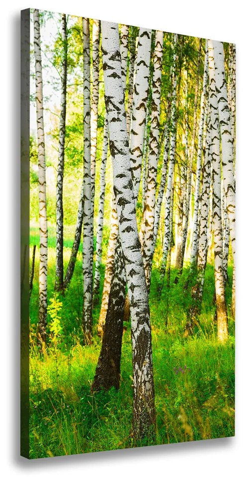 Print pe canvas Pădurea de mesteacăn