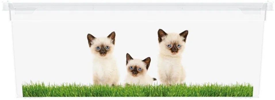 Cutie din plastic KIS C Puppy and Kitten - XS