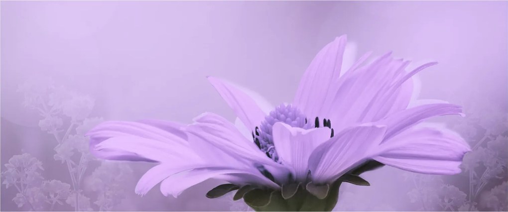 Tablou - Flori mov (120x50 cm)
