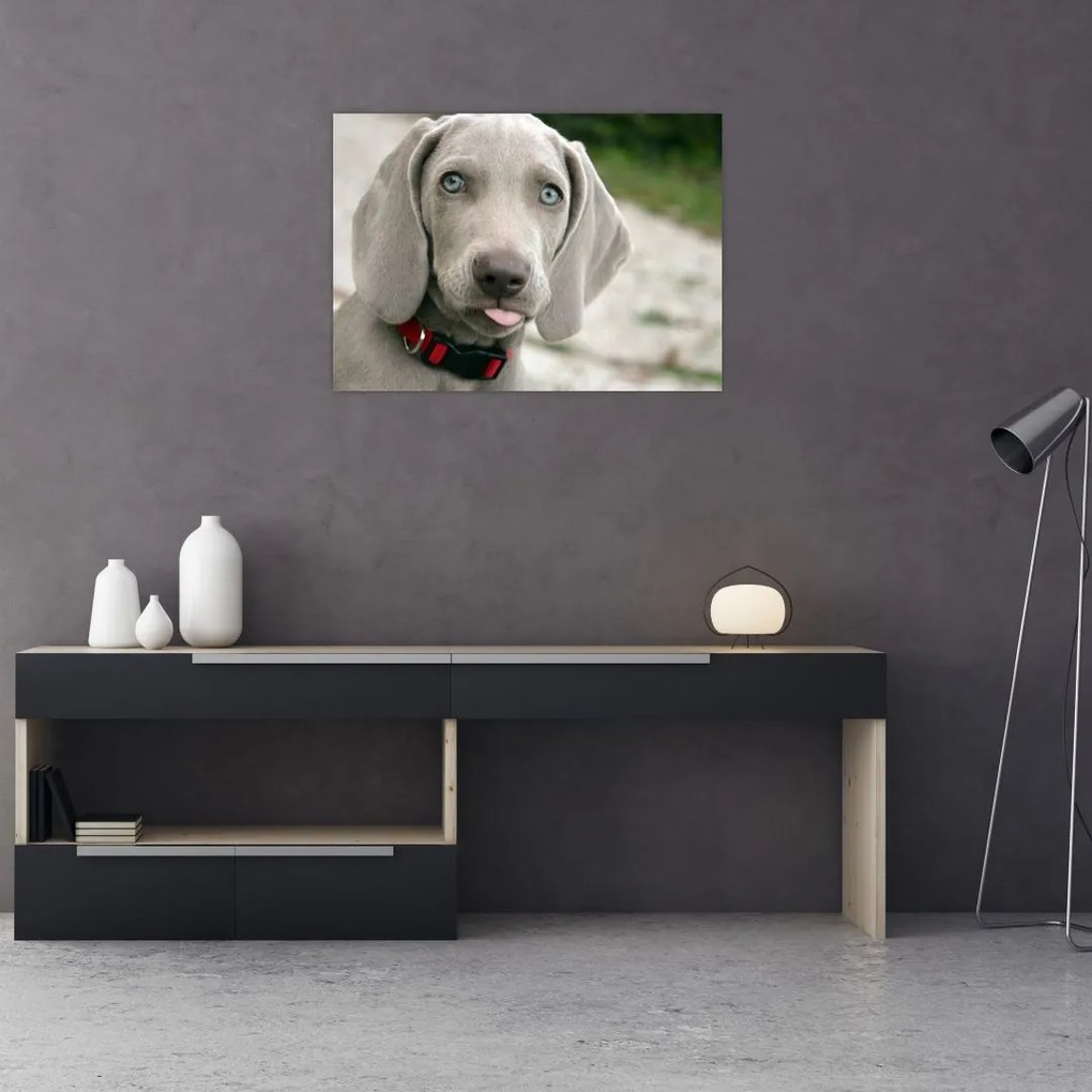 Tablou pe sticlă - cățeluș weimaraner (70x50 cm)