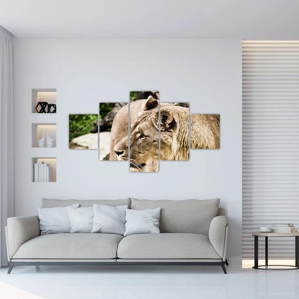 Tablou cu leoaică (125x70 cm), în 40 de alte dimensiuni noi