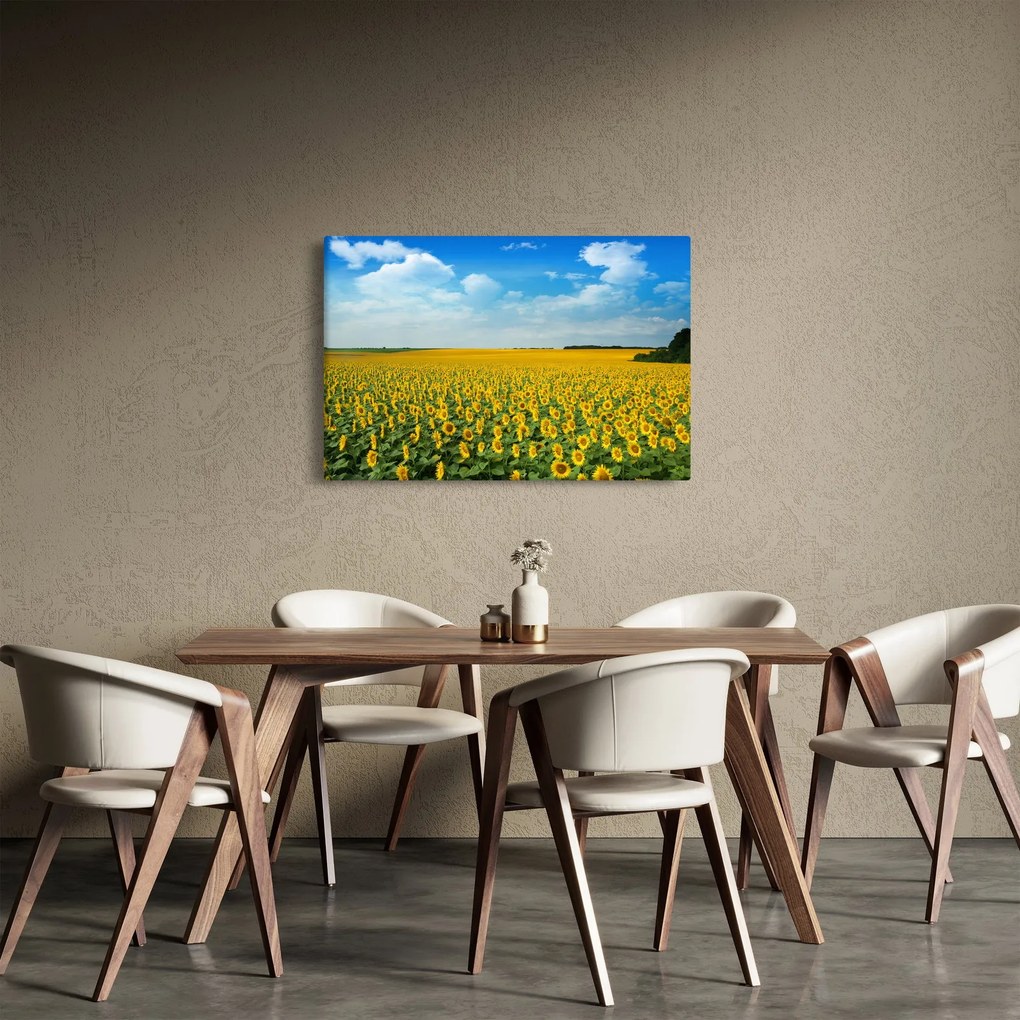 Tablou - câmp cu floarea soarelui (90x60 cm)