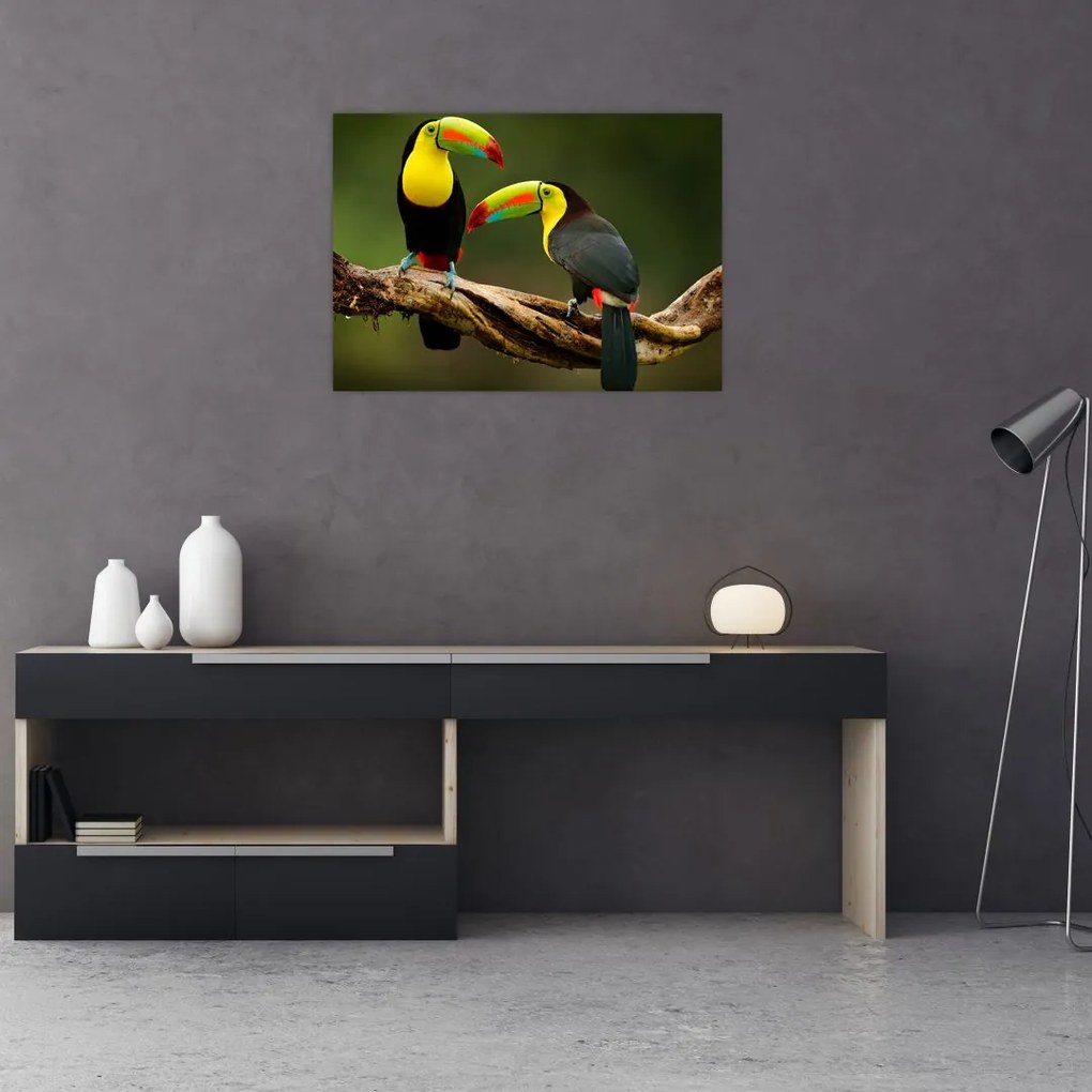 Tablou pe sticlă tucani sezând , Costa Rica (70x50 cm)