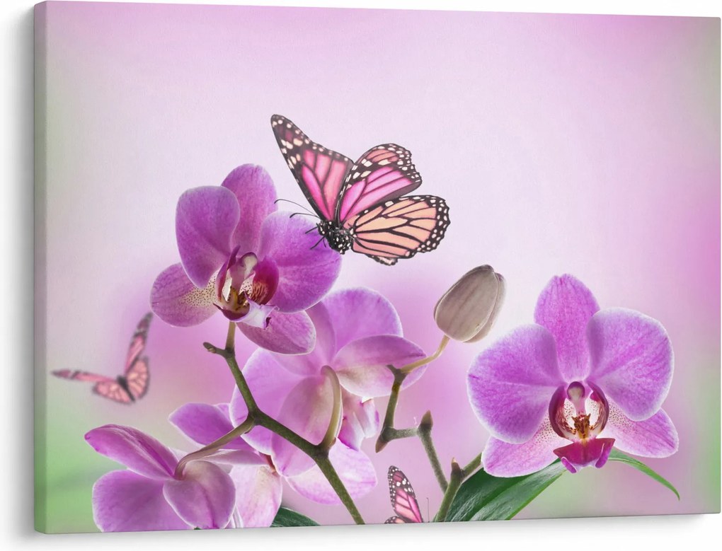 Tablou - Fluture pe flori de orhidee, liliac (70x50 cm)