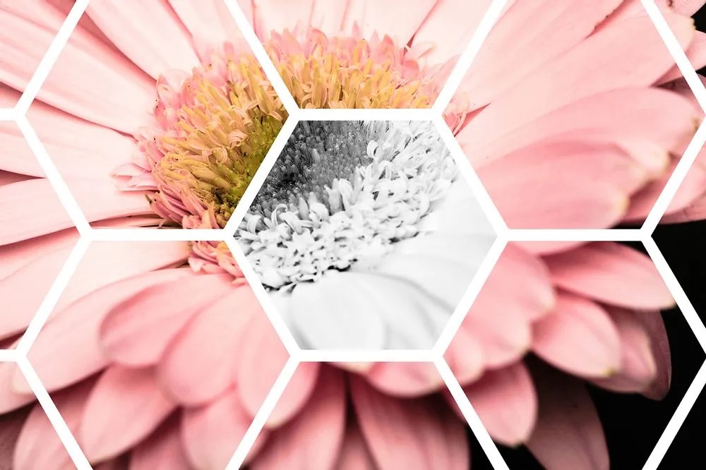 Tapet gerbera într-un hexagon