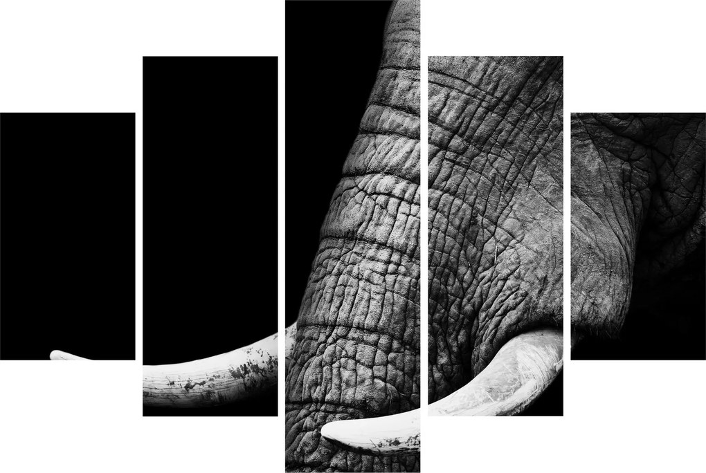 Tablou - Colți de elefant (150x105 cm)