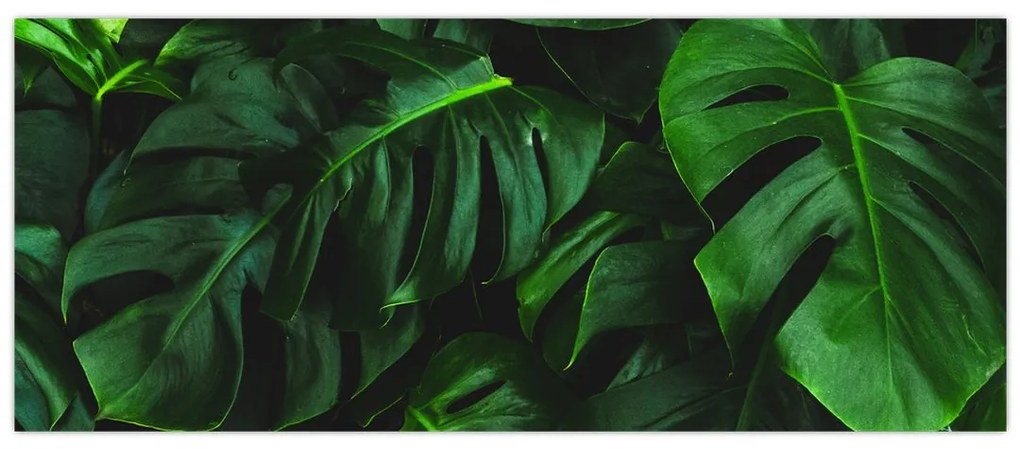 Tablou cu frunze Monstery (120x50 cm)
