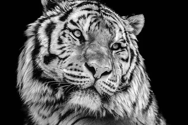 Fotografie Powerful high contrast black and white tiger face, Kagenmi