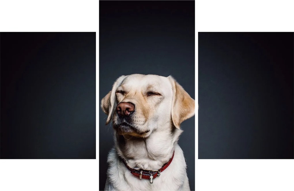 Tablou cu labrador (90x60 cm)