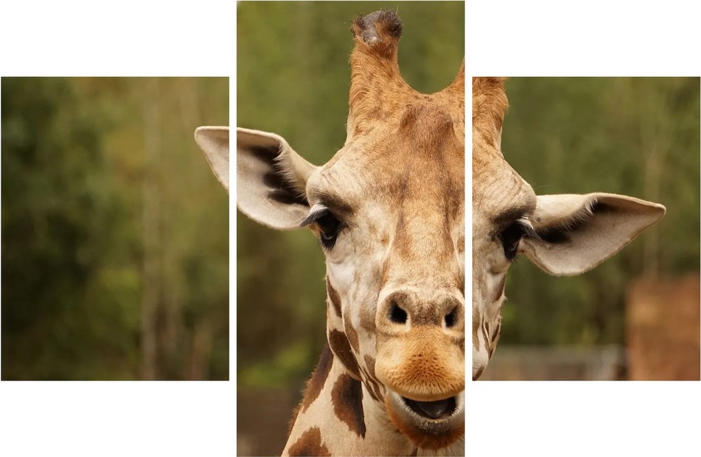 Tablou girafe (90x60 cm)