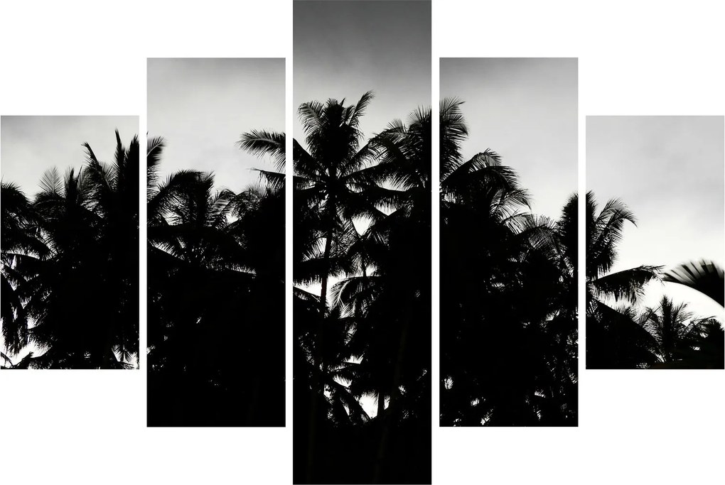 Tablou alb negru - palmieri (150x105 cm)
