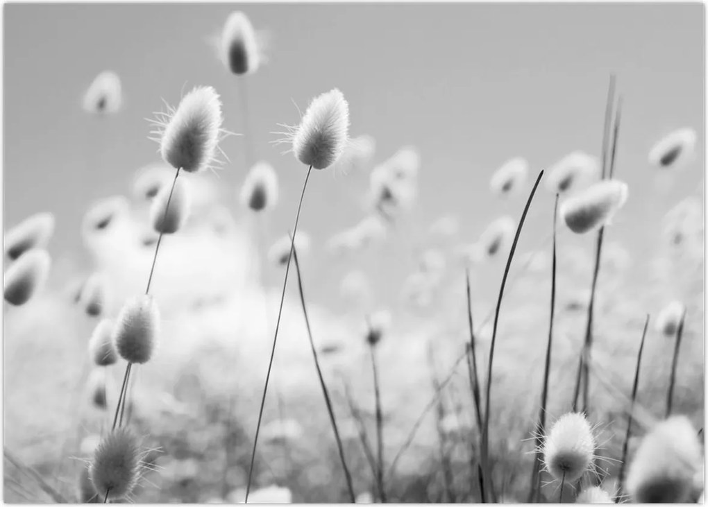 Tablou pe sticlă - Boho iepuraș coadă de iarbă (70x50 cm)