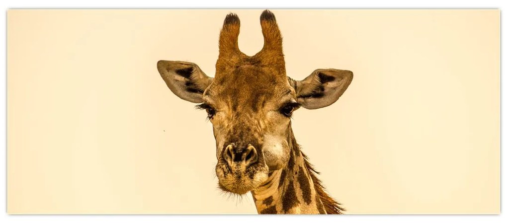 Tablou cu girafe (120x50 cm)