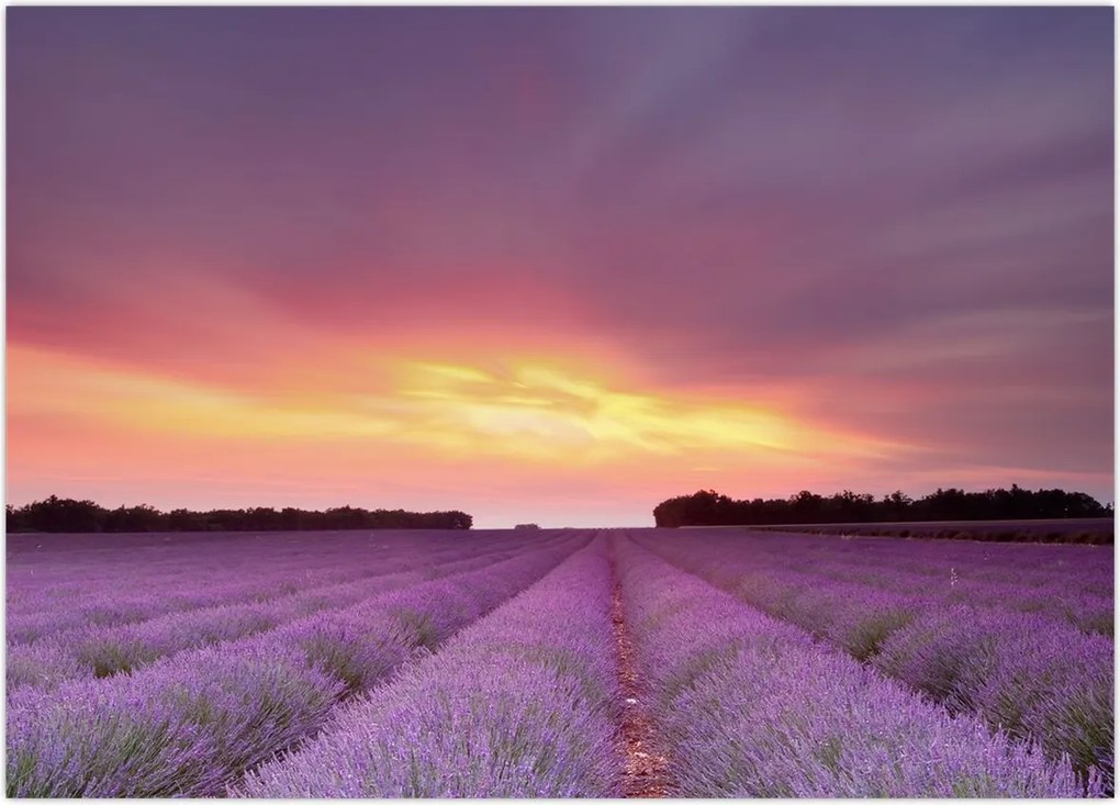 Tablou - Câmp de lavandă (70x50 cm)
