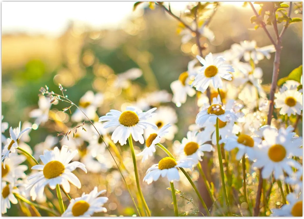 Tablou - Margarete (70x50 cm)