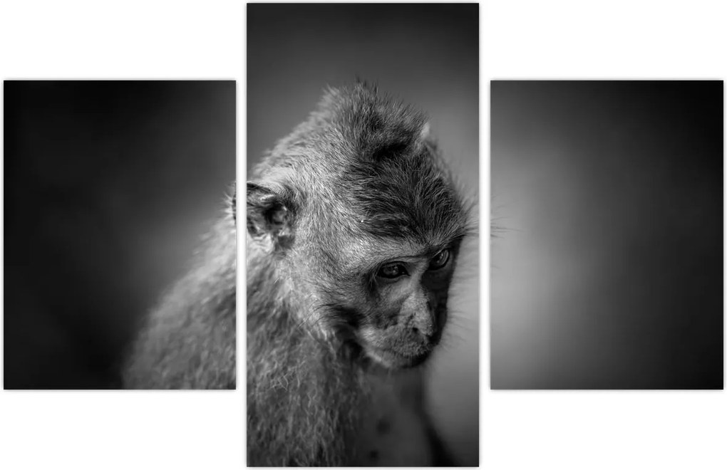 Tablou - Maimuță (90x60 cm)