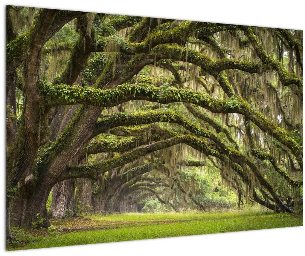 Tablou - Oaks Avenue, Charleston, Carolina de Sud, SUA (90x60 cm)