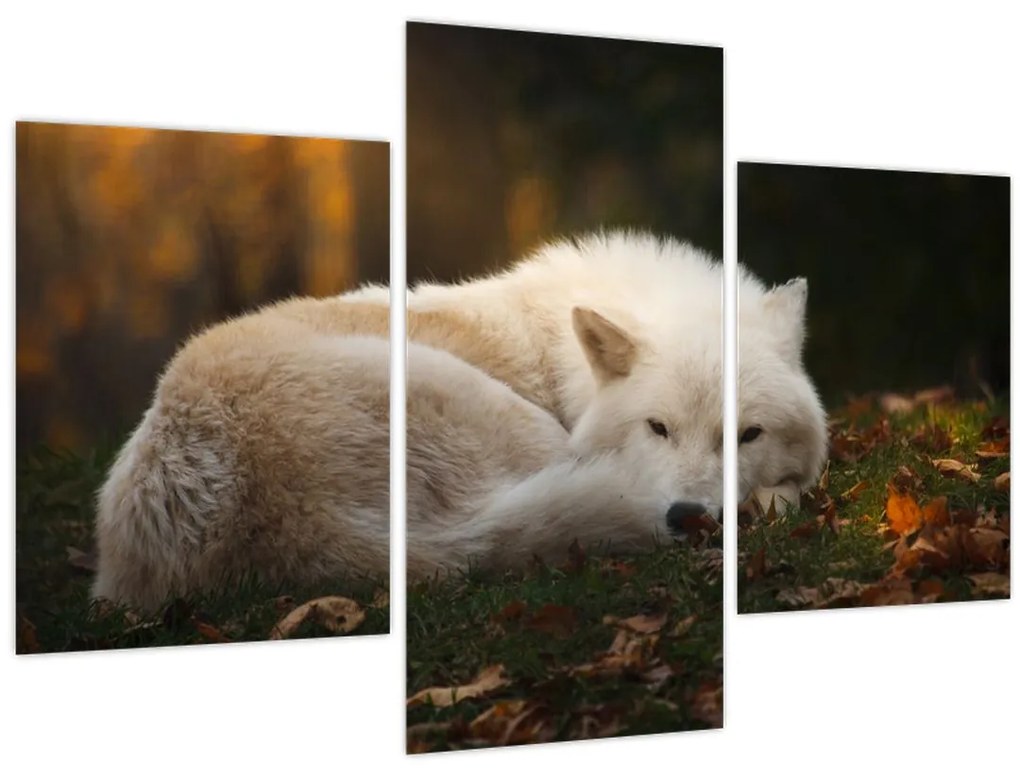 Tablou - Lupul care se odihnește (90x60 cm)