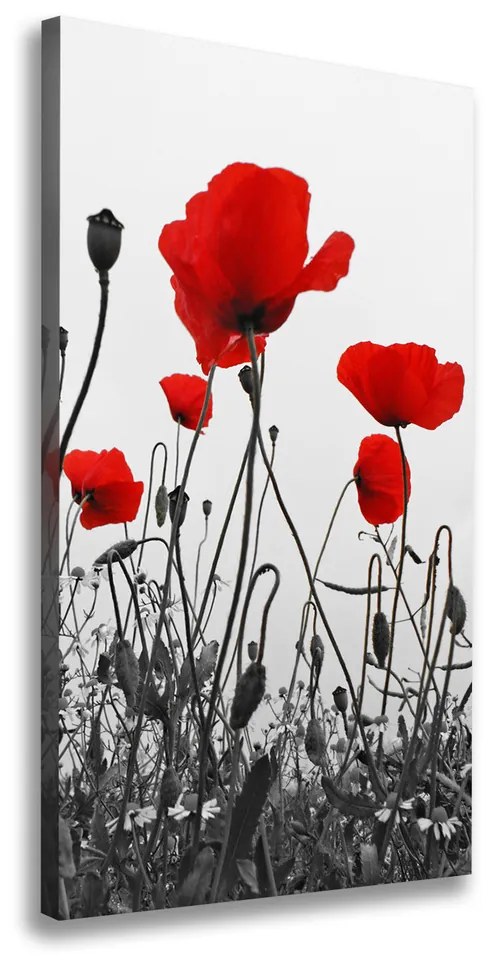 Tablou canvas Wildflowers maci