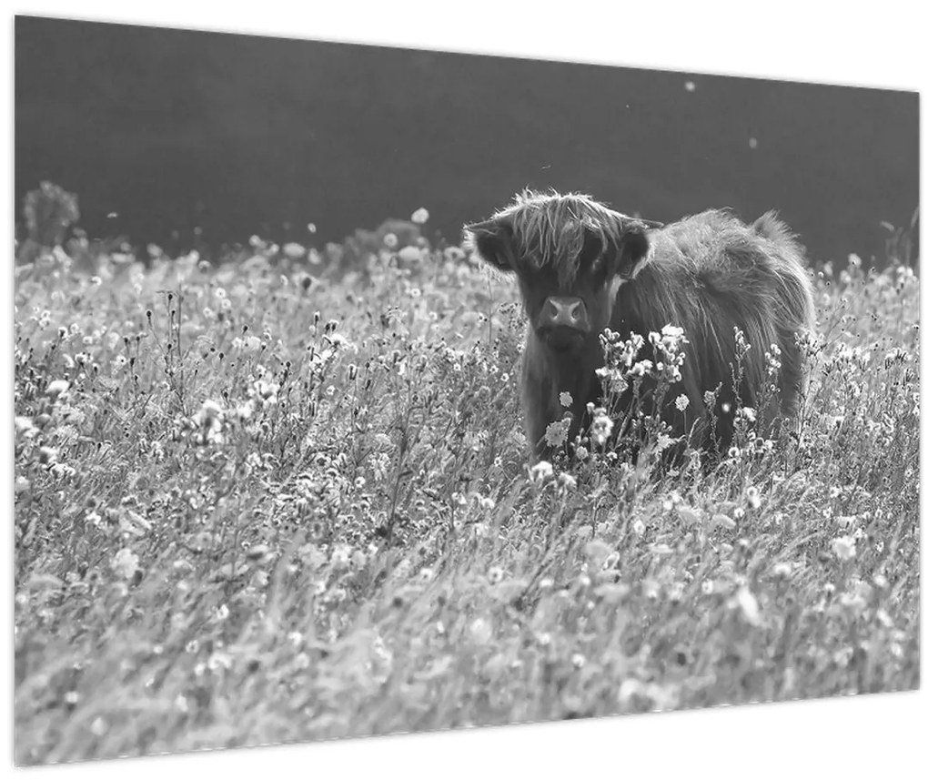 Tablou - Vacă scoțiană 5,alb-negru (90x60 cm)