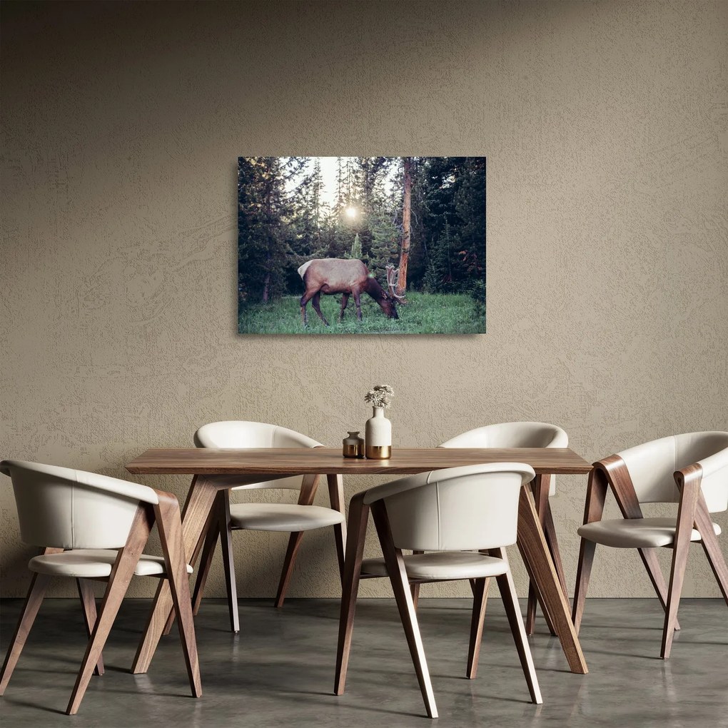 Tablou pe sticlă - Elan în poiană (70x50 cm)