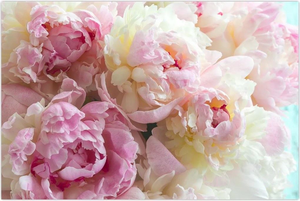 Tablou - Bujori (90x60 cm)