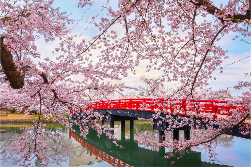 Tablou - Hirosaki, Japonia (90x60 cm)