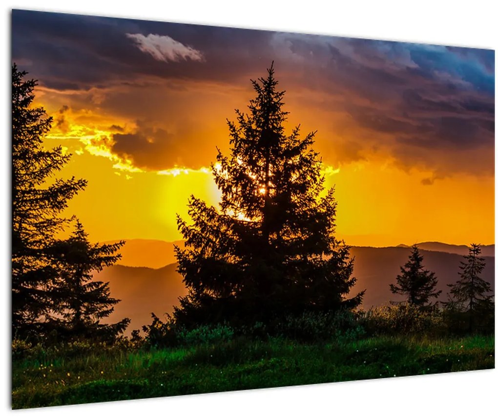 Tablou - coniferi (90x60 cm)