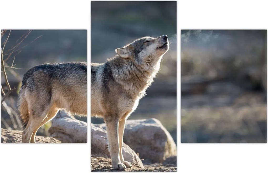 Tablou - Lupul urlător (90x60 cm)