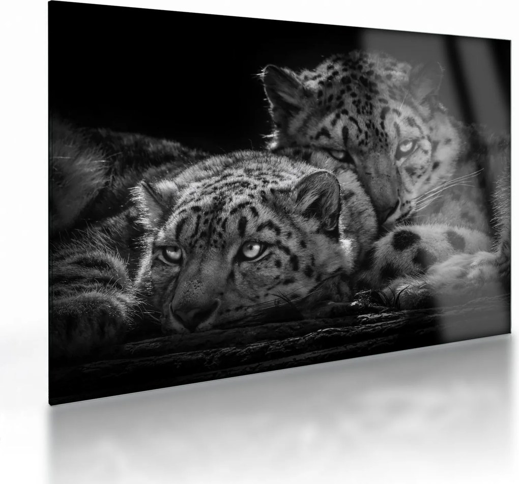 Tablou pe sticlă - Gheparzi care se odihnesc (70x50 cm)