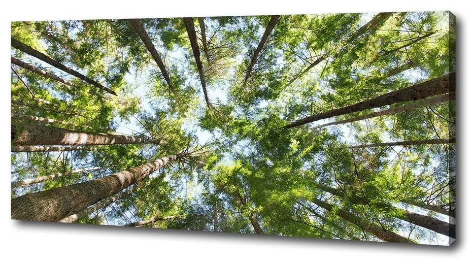 Tablouri tipărite pe pânză Ramuri superioare ale unui copac